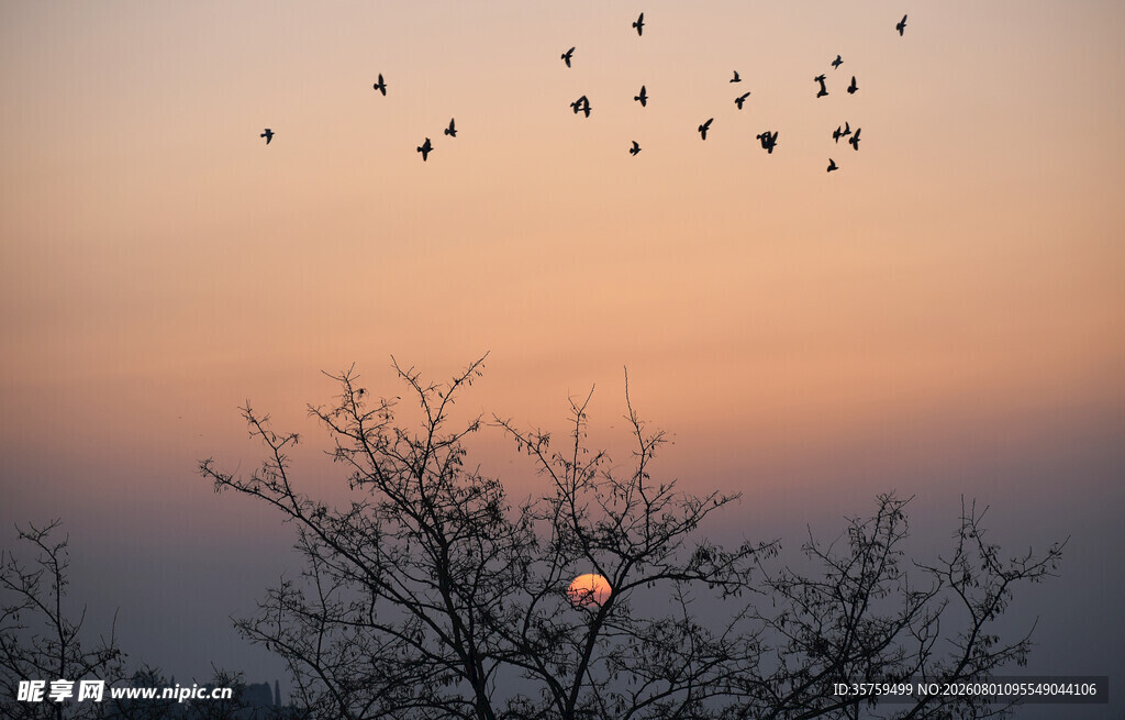 夕阳下飞鸟掠过光秃树枝