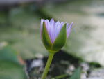 睡莲花瓣