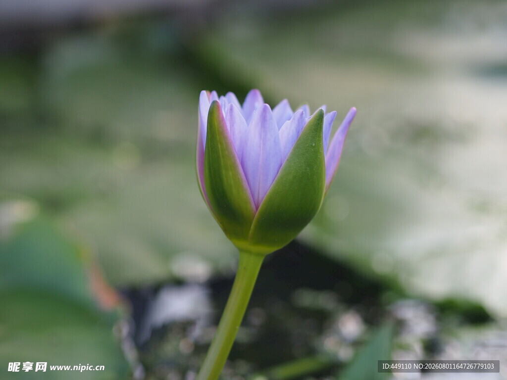 睡莲花瓣