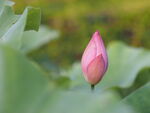 花苞