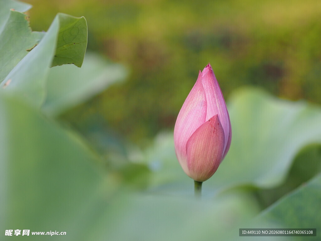 花苞