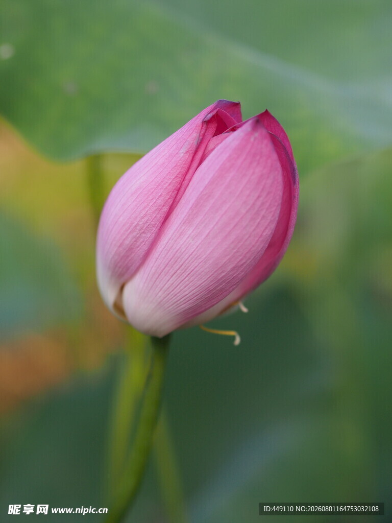 荷花花苞