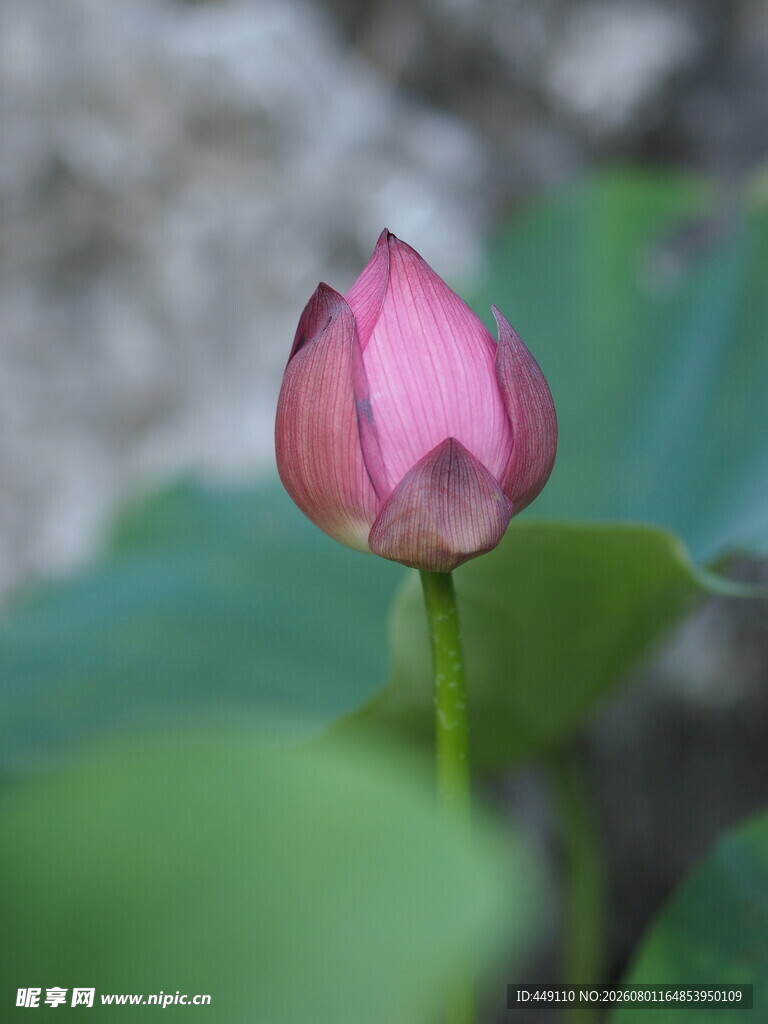 未绽放睡莲
