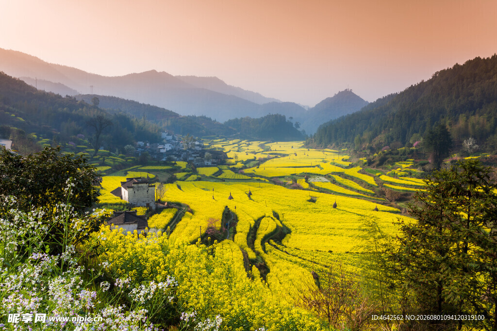 夕阳下的金黄梯田美景