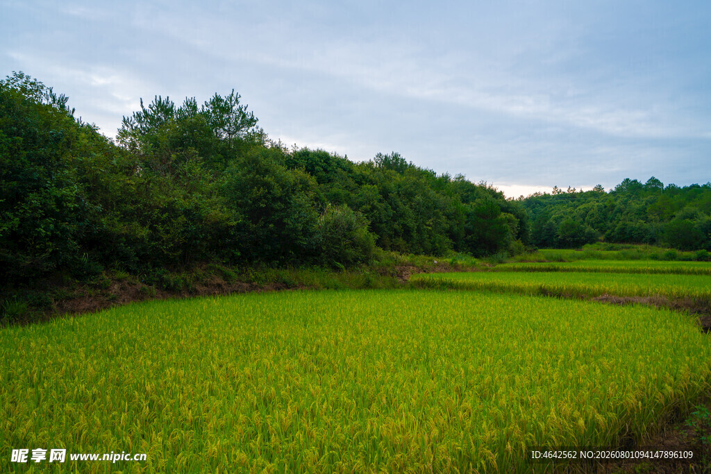 翠绿稻田与葱郁树林美景