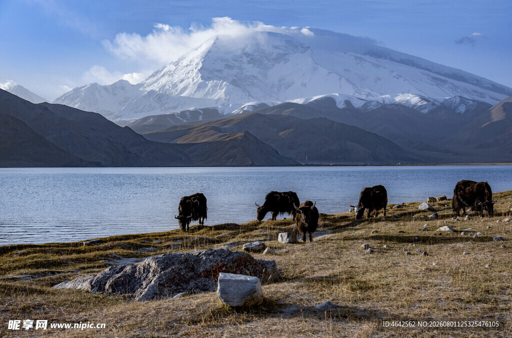 雪山湖畔的牧牛场景
