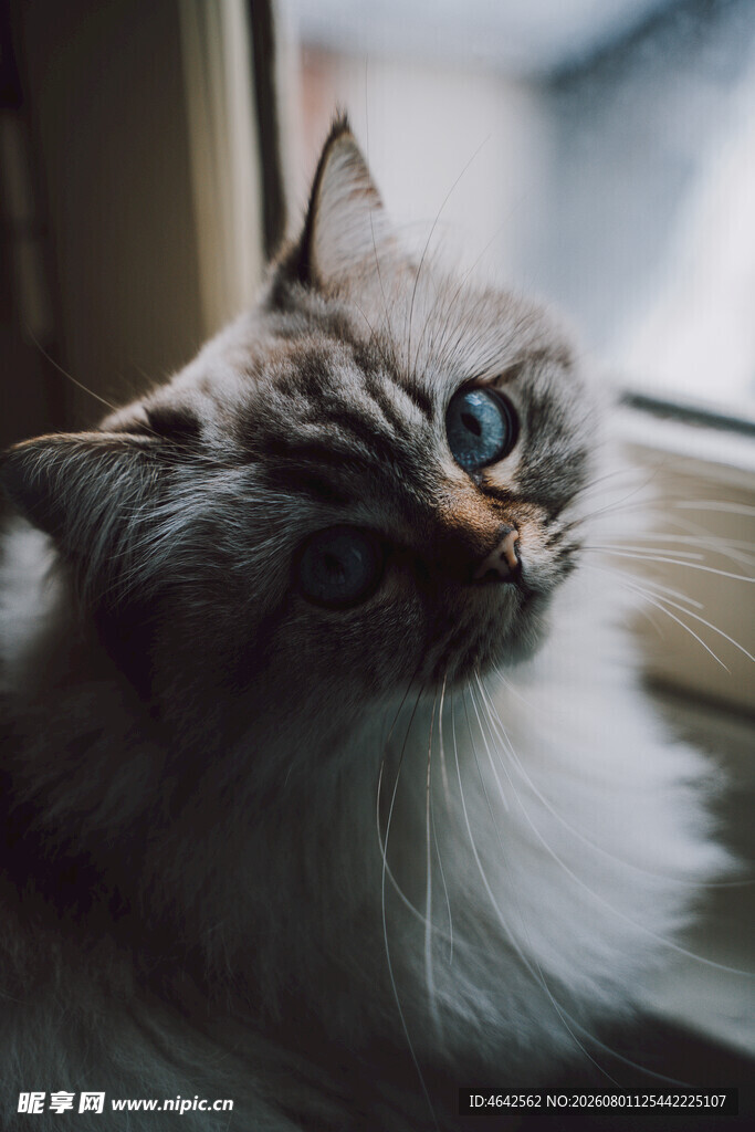 窗边可爱猫咪抬头凝望