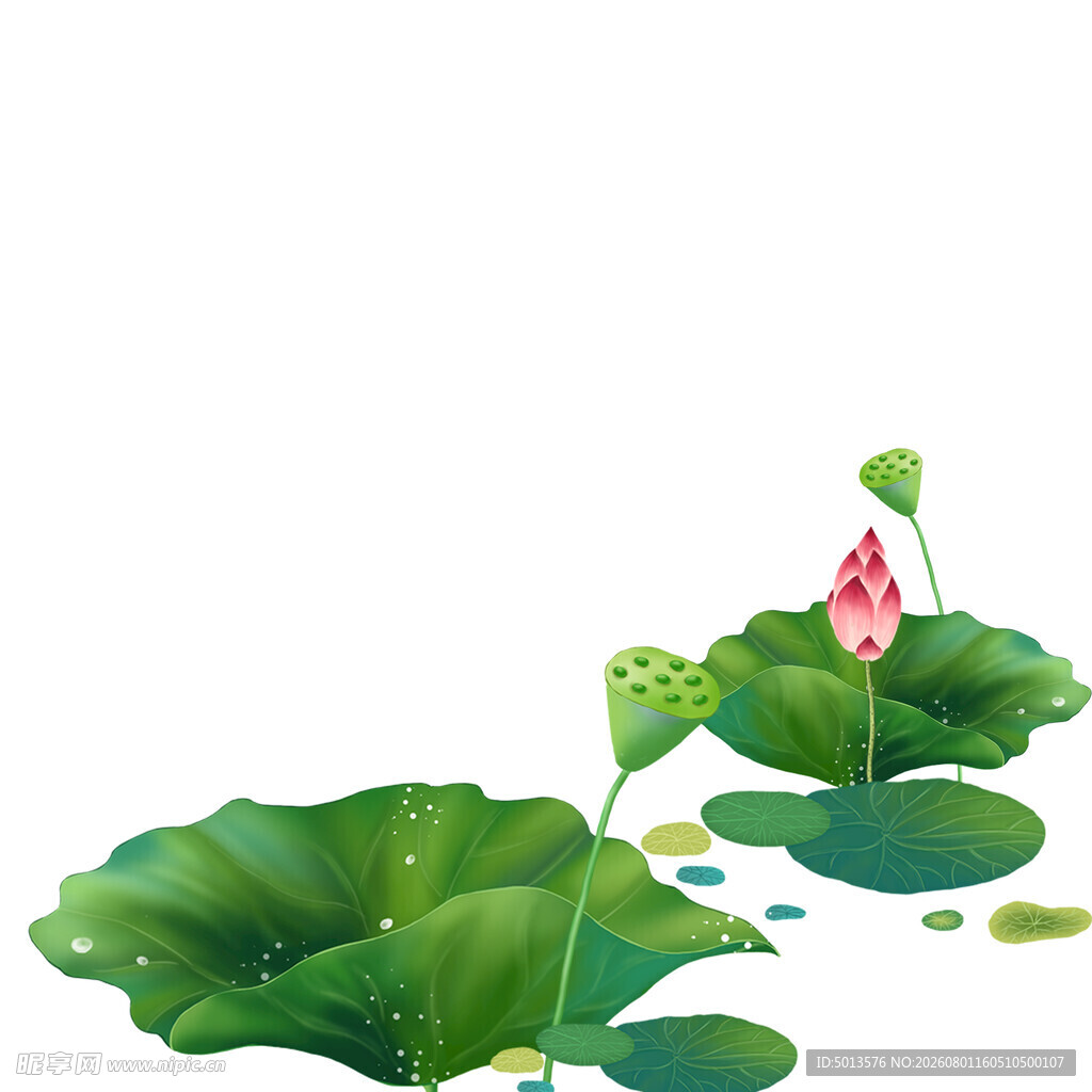 荷花荷叶