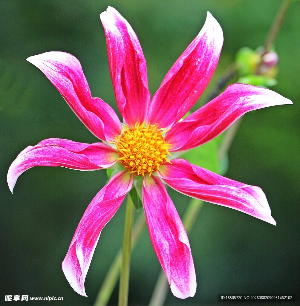 娇艳大丽花
