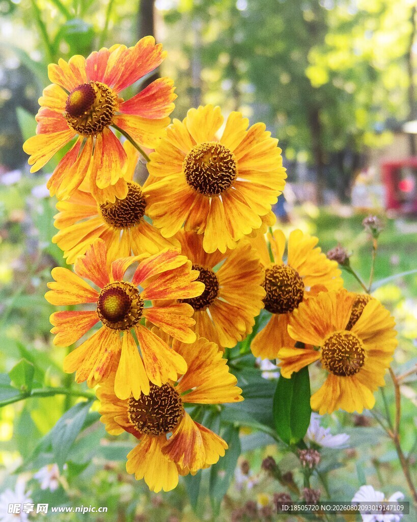 黄色堆心菊