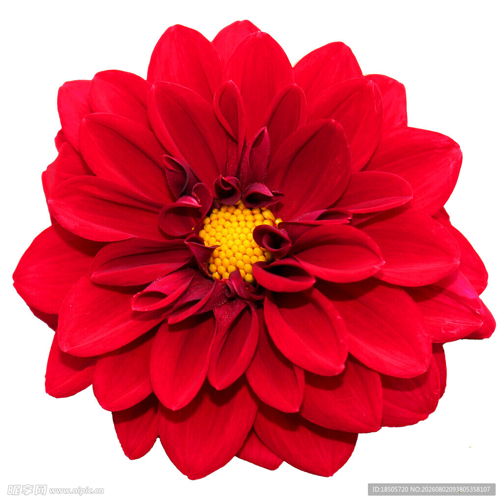 鲜艳大丽花