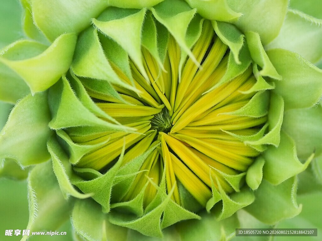 绿色向日葵花苞