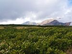 山间绿野