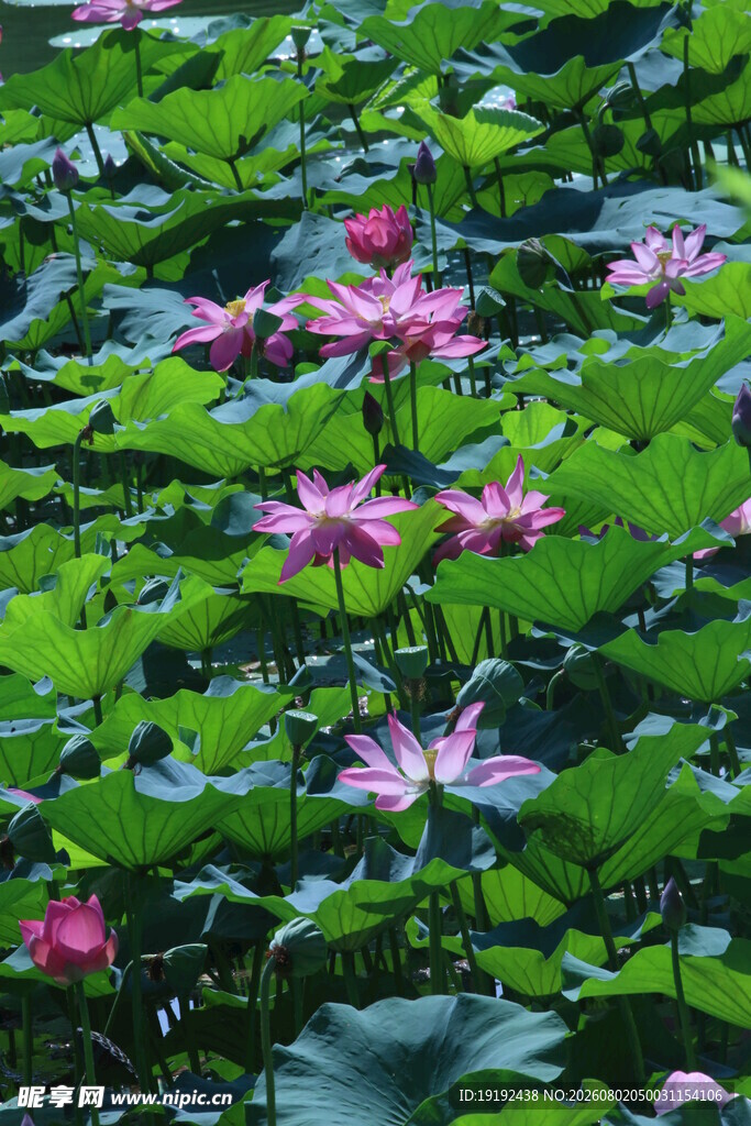 荷花荷叶  