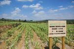 农田中的有机蔬菜种植标识