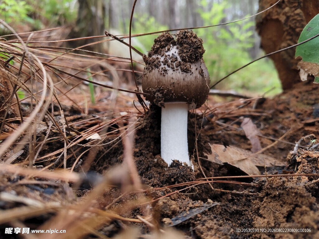 森林中的蘑菇