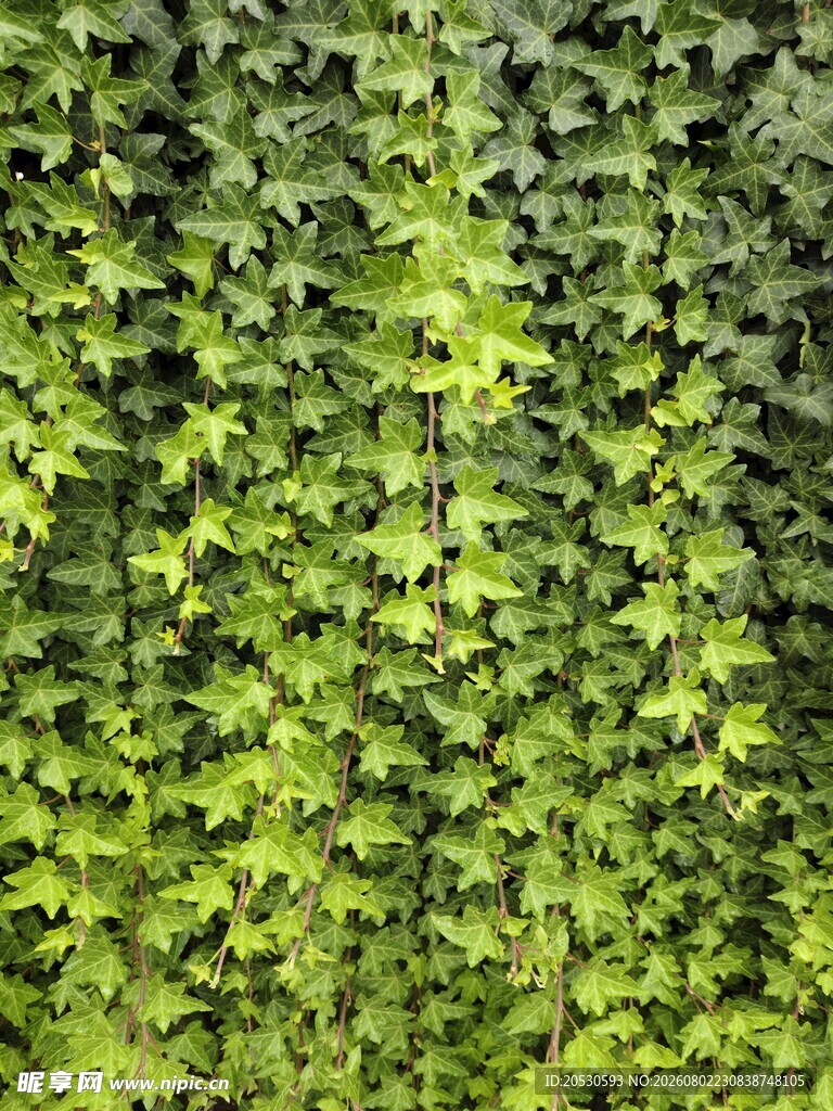翠绿常春藤植物墙景观