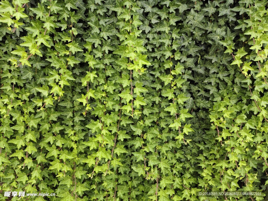 翠绿藤蔓植物墙面景观
