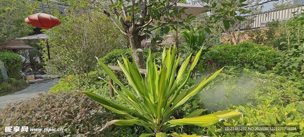 庭院中的翠绿植物景观