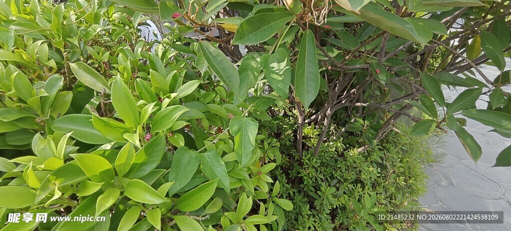 路边翠绿繁茂的植物