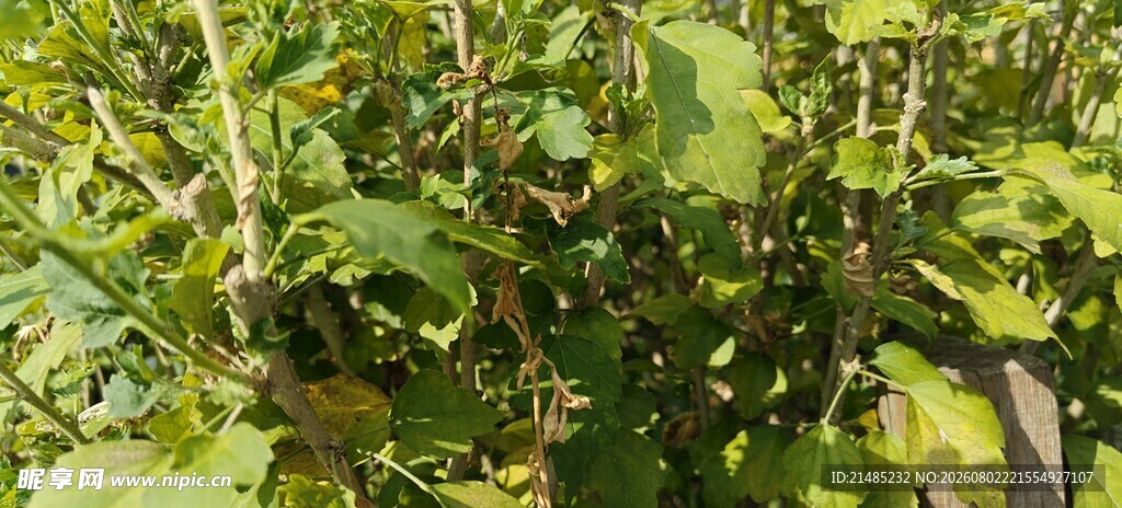 绿叶繁茂的植物景象