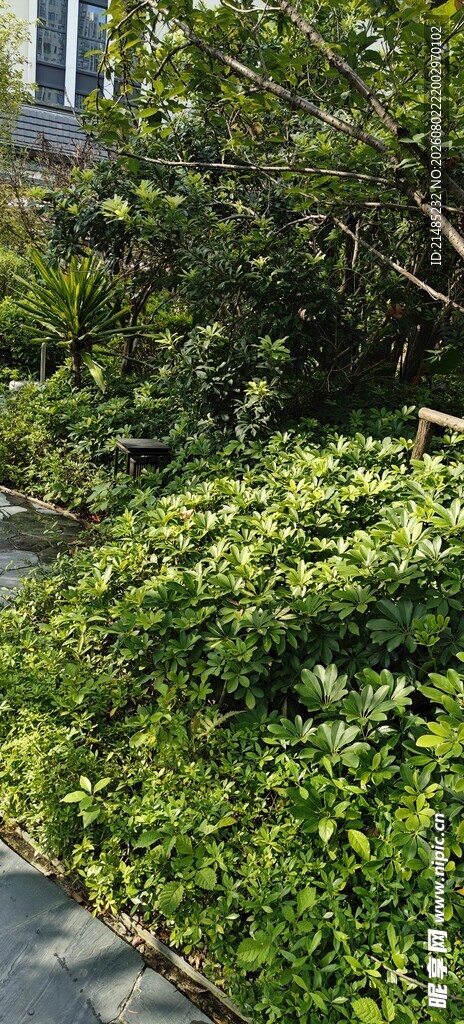 绿意盎然的路边绿植景观