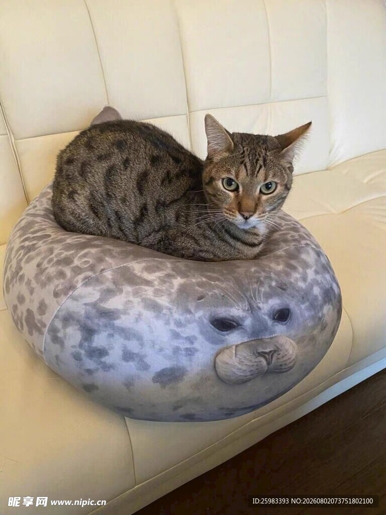 猫