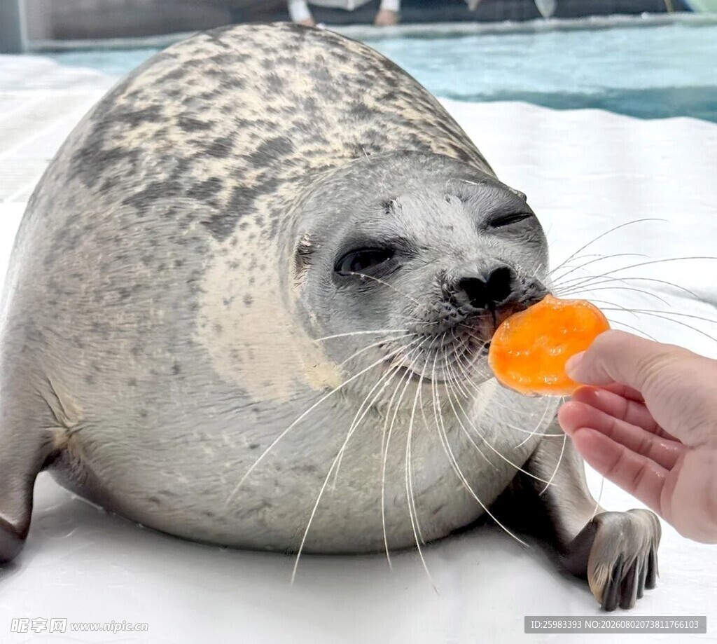 海豹