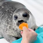 海豹