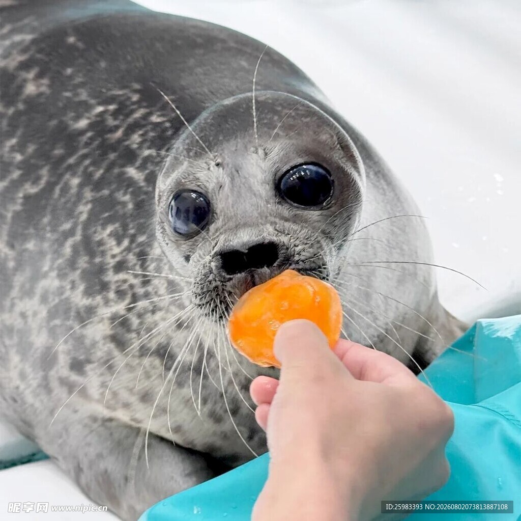 海豹