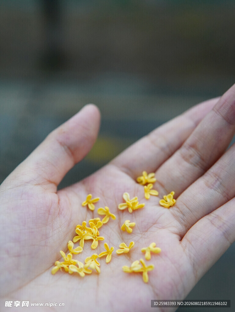 桂花