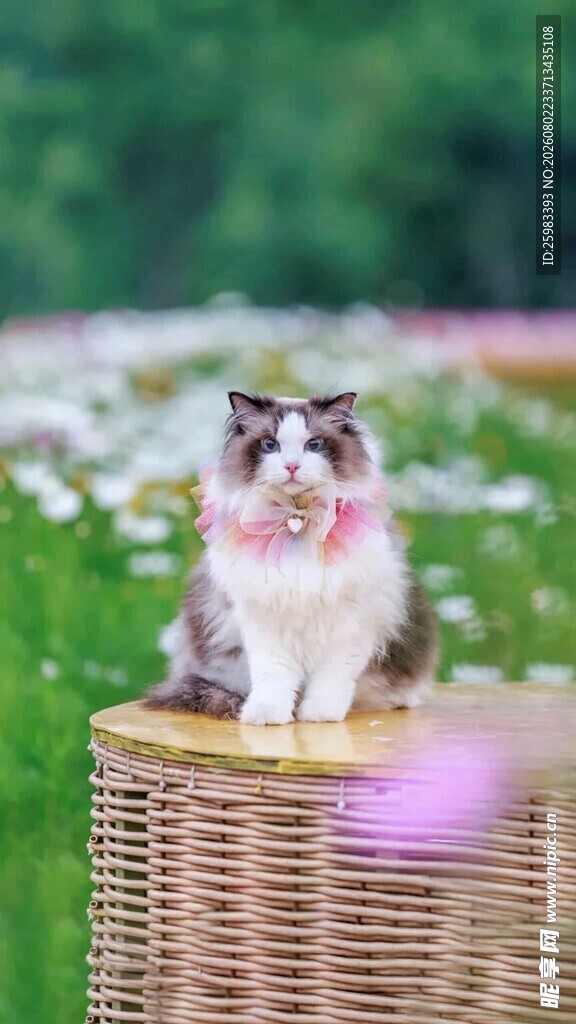猫