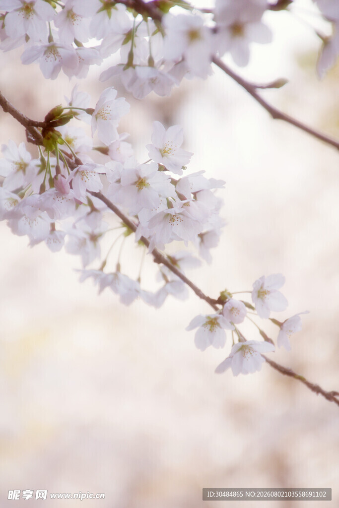 春日烂漫樱花枝头绽放