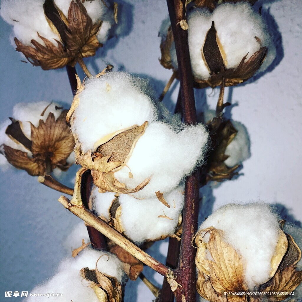棉花枝上的洁白棉絮