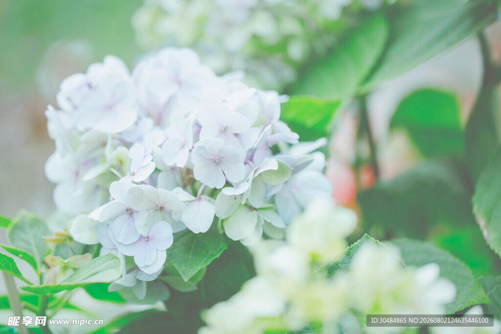 绣球花