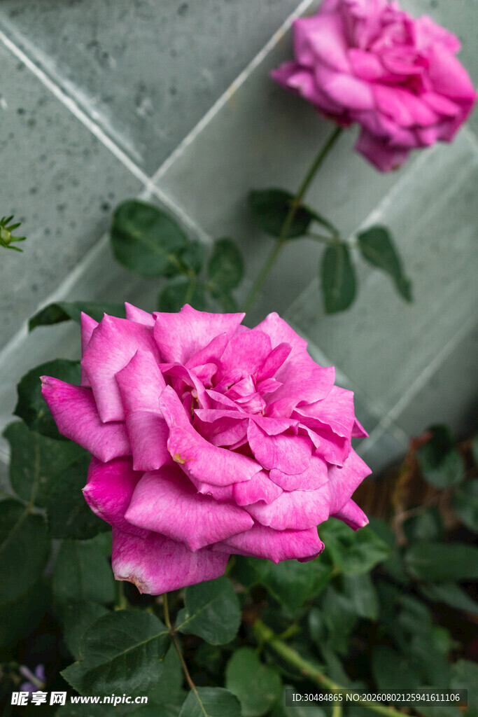 月季花