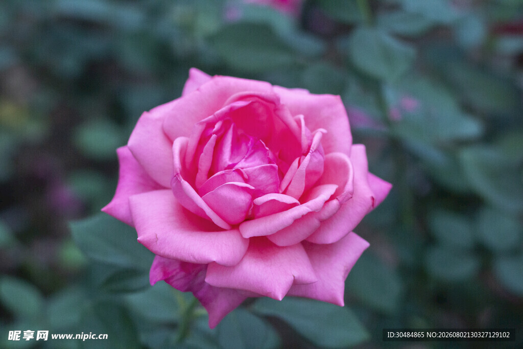 月季花