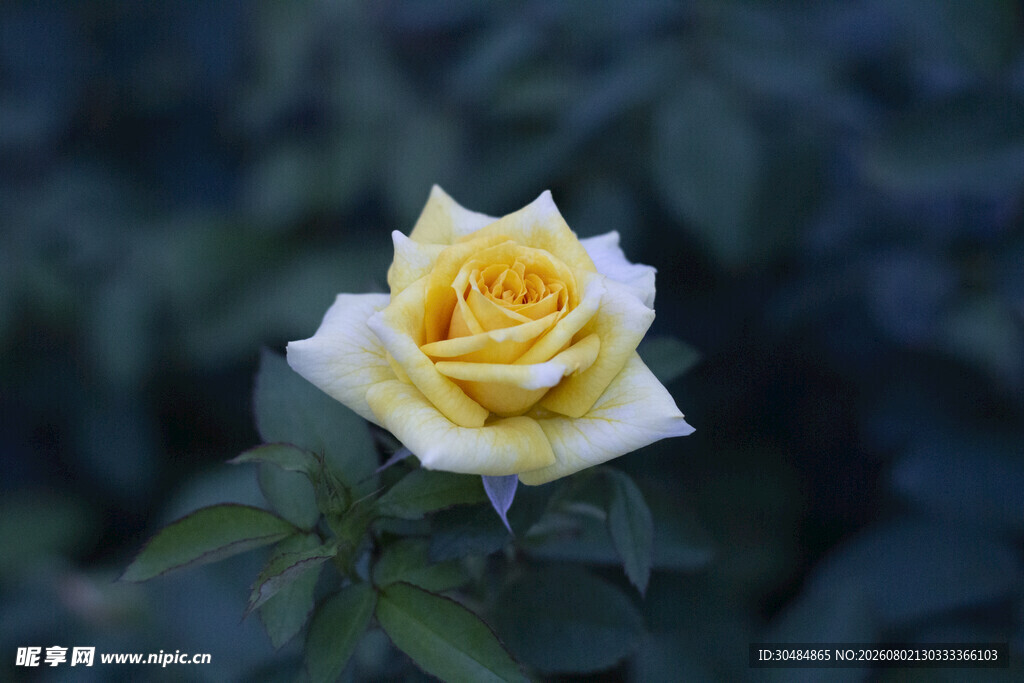 月季花