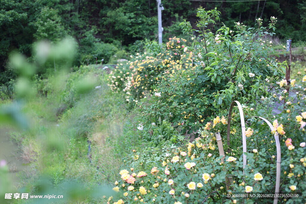田园中的月季花