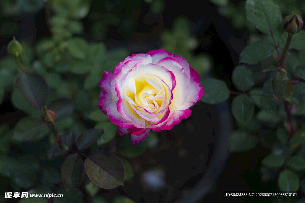 月季花