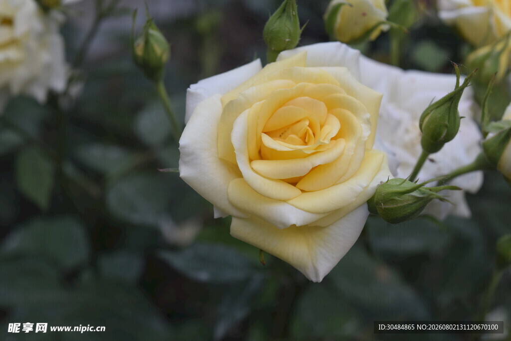 玫瑰花