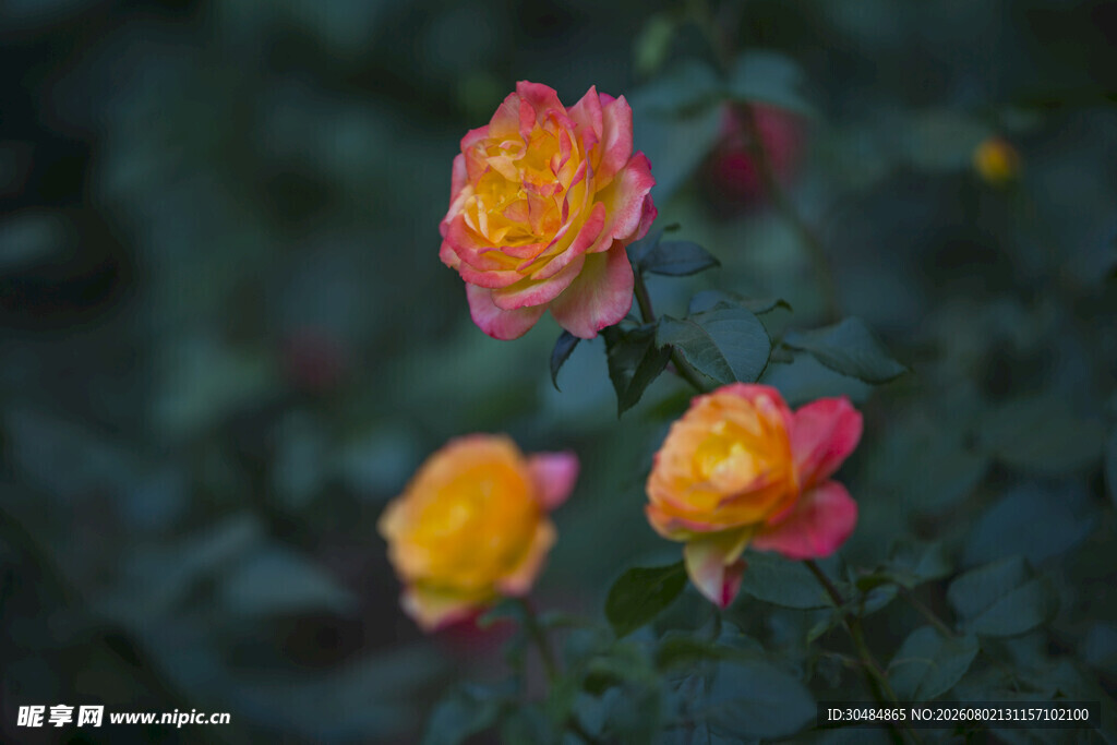 月季花