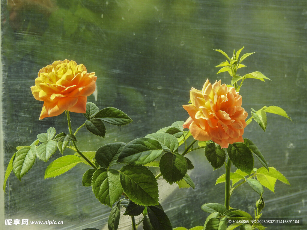 橙黄色月季花
