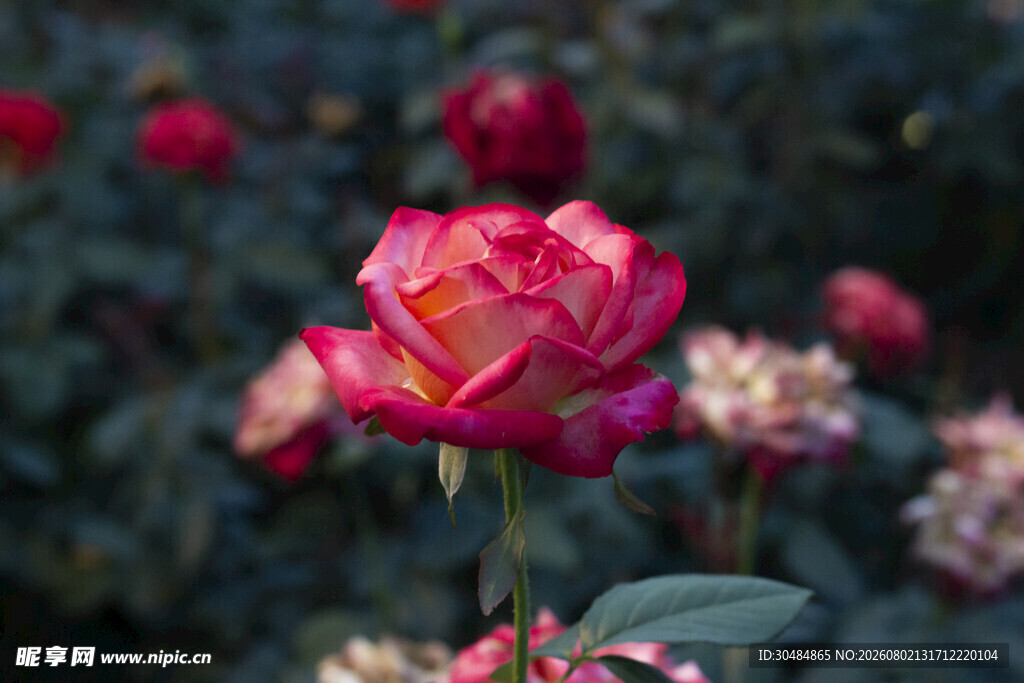 月季花
