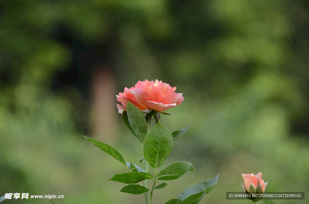 娇艳月季花