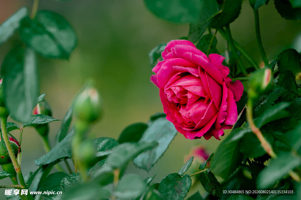 娇艳红玫瑰绽放绿叶间