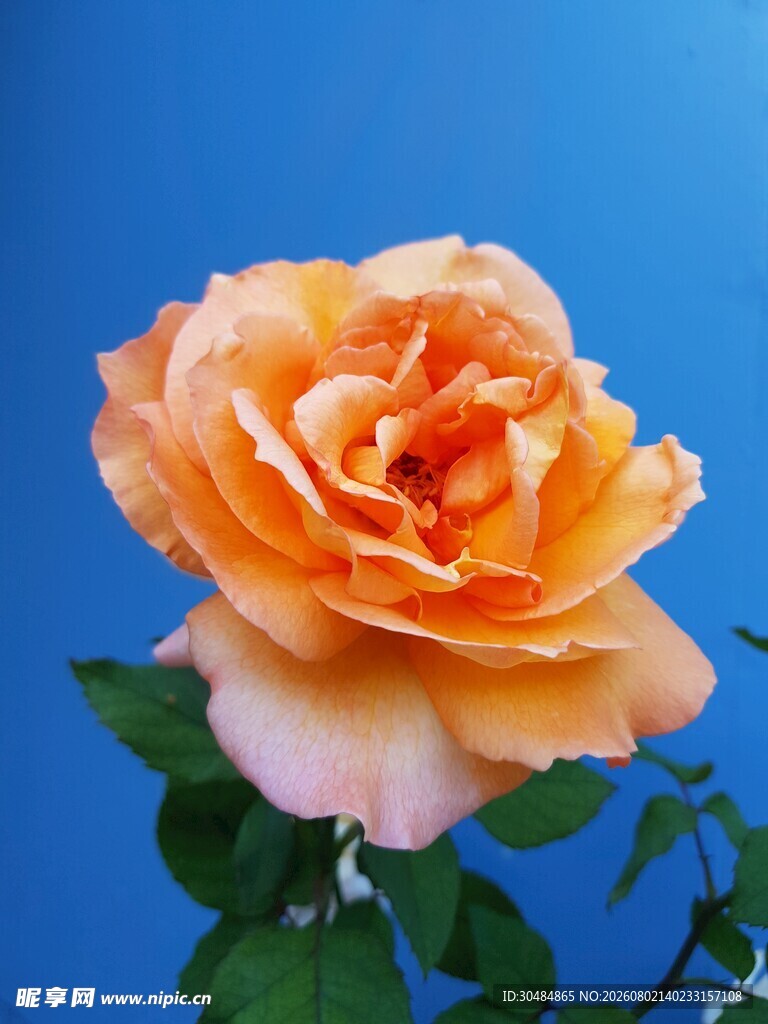 橙色玫瑰花