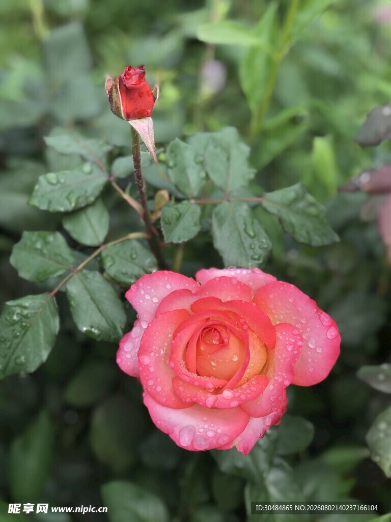 带露娇艳月季花