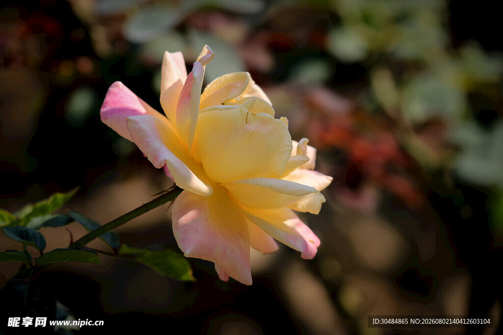 娇艳双色月季花特写