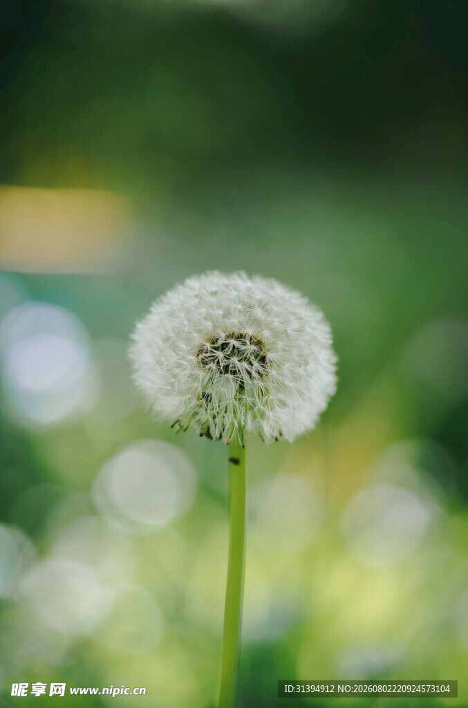 清新蒲公英